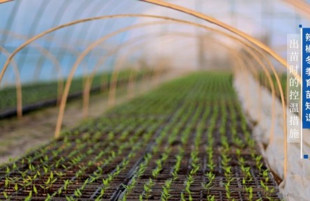 辣椒冬季育苗知識(shí)