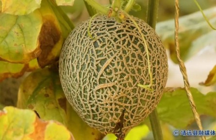甘肅靖遠(yuǎn)：首批“脆皮蜜瓜”新鮮上市