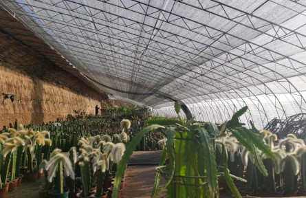 河北保定大王店鎮(zhèn)：大棚冬日忙 百姓日子火