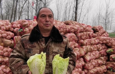 河南太康西扶村：娃娃菜滯銷 歡迎來選購