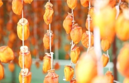 陜西丹鳳東樓村：美味柿餅等你來購