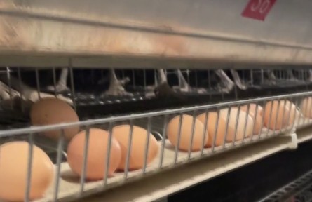 江蘇興化蘆家壩村：科技賦能 綠色草雞蛋健康又美味?