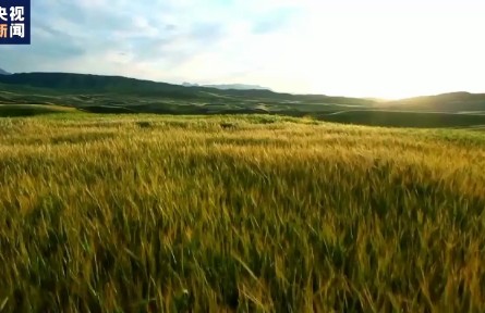 2021年新疆棉花質量效益雙提升 總產量占全國近九成