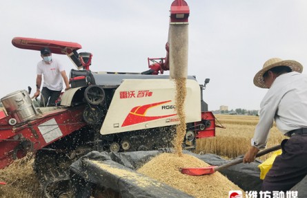 山東濰坊：同步提升“三個體系” 推動現(xiàn)代農(nóng)業(yè)高質(zhì)量發(fā)展