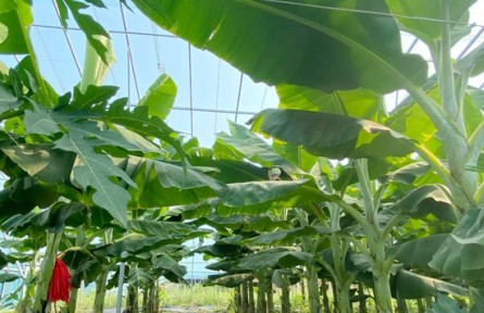 山東省東營市廣饒縣花官鎮(zhèn)：產(chǎn)業(yè)提檔升級 助推鄉(xiāng)村振興