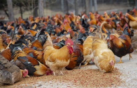 江西貴溪:枸杞喂食 特色養(yǎng)殖助力鄉(xiāng)村振興