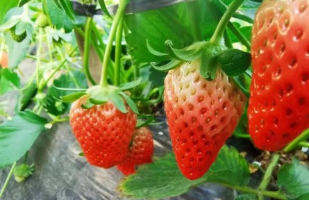 山東沂源：草莓采摘游讓百姓增收致富