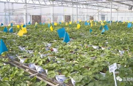 青?；ブ焊咴葺N植帶動農民增收致富