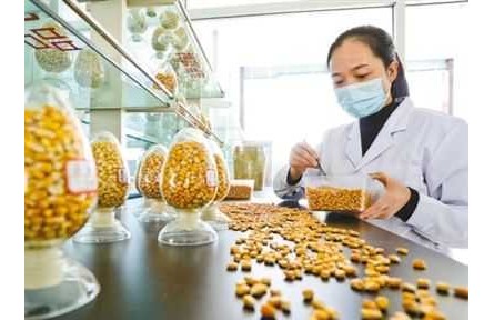 “中國(guó)糧主要用中國(guó)種”，為糧食安全筑牢種業(yè)基石