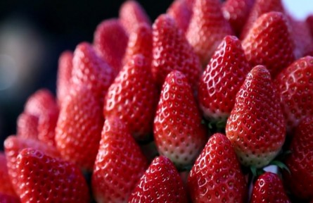 山東濟南歷城區(qū)：“泉水草莓”區(qū)域公用品牌發(fā)布