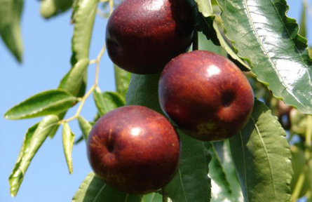 山東聊城肖家莊鎮(zhèn)：特色產業(yè)促振興