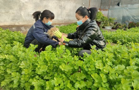 內蒙古烏海團結新村：田間尋年味 特色農(nóng)產(chǎn)品直供春節(jié)餐桌