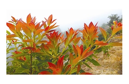 物種故事 | 木荷：我是“木上荷花”，也是生物防火衛(wèi)士