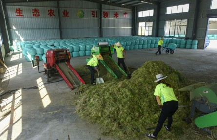 科技名詞 | 飼料添加劑 feed additive