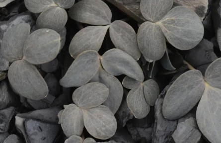 物種故事 | 囊距紫堇：植物界的“偽裝高手”