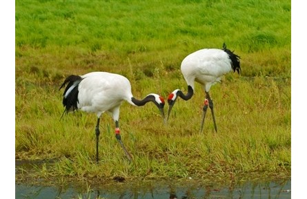 物種故事 | 丹頂鶴：能歌善舞的我，是濕地環(huán)境變化的指示生物