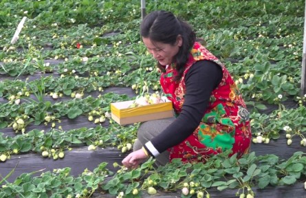 山東萊州楊曉軍：種植草莓收獲幸福