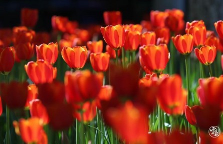 云南昆明：春光美 郁金香絢爛