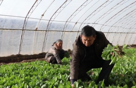 陜西榆林市榆陽區(qū)：大漠蔬菜總產(chǎn)值達(dá)4.3億元 映出鄉(xiāng)村好“豐”景