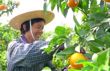 廣西貴港：有一種笑容叫豐收