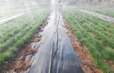 鼠茅草問答丨春季天氣變暖，鼠茅草什么時(shí)間澆水？