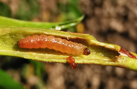 圖說(shuō)梨小食心蟲丨梨小食心蟲形態(tài)特征