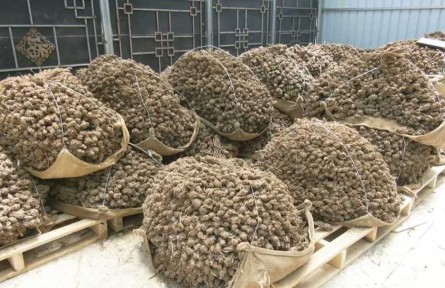 甘肅臨潭：中藥材產(chǎn)業(yè)成為鄉(xiāng)村振興的一劑“良藥”