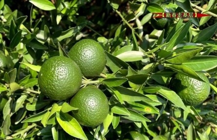 廣東翁源廖曉明：種植茶枝柑制陳皮 帶動(dòng)村民共發(fā)展