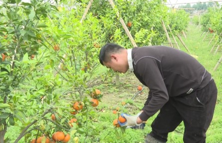 廣東揭陽(yáng)鐘曉賢：種出柑果飄香 帶動(dòng)農(nóng)民致富