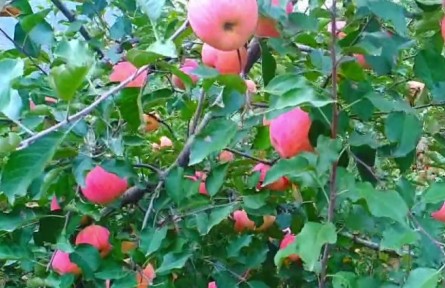 山東濰坊臨朐縣：探索組織振興“一網(wǎng)共治兩級聯(lián)驗(yàn)”機(jī)制 推動鄉(xiāng)村全面振興