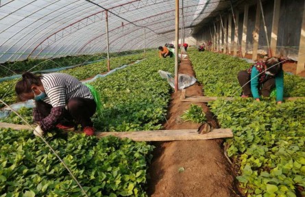 山東省濟(jì)寧市汶上縣：甘薯育苗忙 不誤好春光