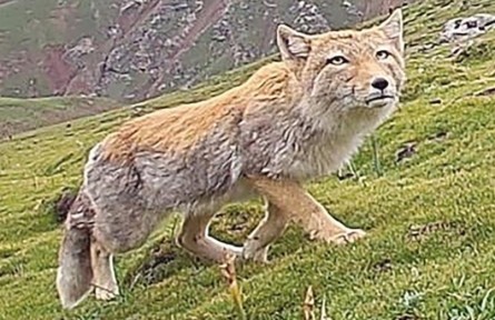 西藏自治區(qū)拉薩市開(kāi)展生物多樣性調(diào)查，初步新發(fā)現(xiàn)動(dòng)物80種