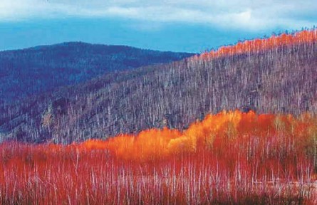 物種故事 | 鉆天柳：夏綠冬紅的我，是冰雪世界中亮麗的風(fēng)景