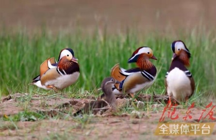 鴛鴦小知識(shí)：怎么分辨雌雄，在哪棲息，以何為食