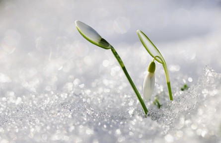 科技名詞 | 倒春寒 late spring cold