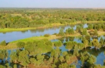 新疆塔里木河流域682萬畝胡楊林恢復生機