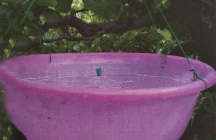 梨小食心蟲監(jiān)測(cè)方法-物理監(jiān)測(cè)法