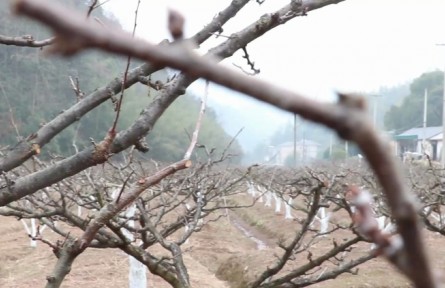 冬季果園管理技術(shù)：防凍防寒?