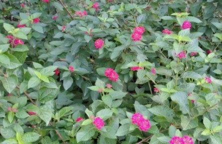 小趙說(shuō)農(nóng)事：園林花卉冬季管理