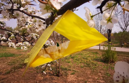 梨小食心蟲監(jiān)測(cè)方法-三角屋誘捕器監(jiān)測(cè)法