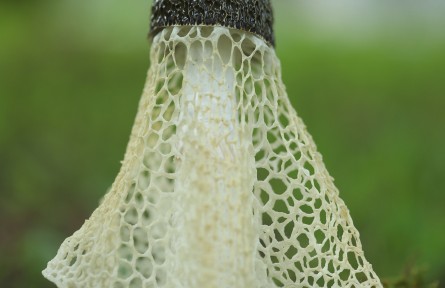 物種故事 | 海棠竹蓀：毒性未知，臭到懷疑人生！