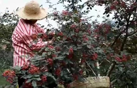 【奮進(jìn)新征程 建功新時代】甘肅：貫徹綠色發(fā)展理念 助力鄉(xiāng)村產(chǎn)業(yè)振興