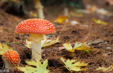 辟謠 | 關(guān)于毒蘑菇的五種錯(cuò)誤說法 你信不信？