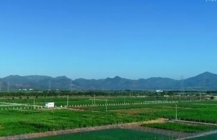 海南大力推進(jìn)“南繁硅谷”建設(shè) 推動(dòng)南繁產(chǎn)業(yè)高質(zhì)量發(fā)展