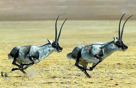 一起來(lái)認(rèn)識(shí)國(guó)家公園區(qū)域的旗艦物種