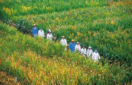 西北農(nóng)林科技大學(xué)：“科技候鳥”躬耕田野 鑄造“中國(guó)飯碗”堅(jiān)實(shí)底座