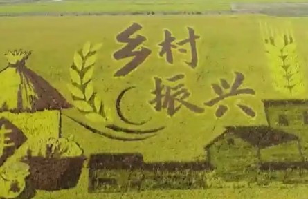 【奮進(jìn)新征程 建功新時(shí)代】山東：加快農(nóng)業(yè)新舊動能轉(zhuǎn)換 建設(shè)現(xiàn)代農(nóng)業(yè)強(qiáng)省