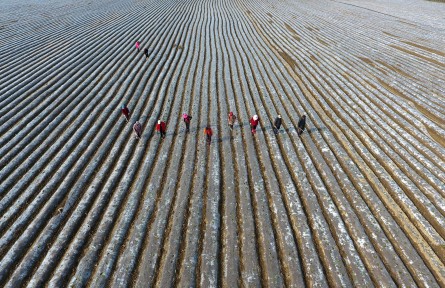 湖北襄陽：破膜放苗春管忙