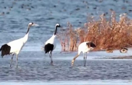 【奮進(jìn)新征程 建功新時(shí)代】山東：提高生物多樣性 加快創(chuàng)建黃河口國家公園?