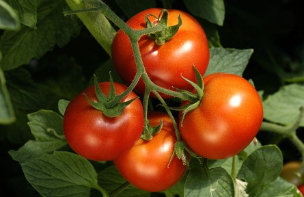 催熟西紅柿對(duì)身體有害嗎？